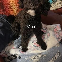Cavapoo, Maltese, and Maltipoo All Grown Up from Carolina Canines