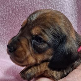 Pink Girl - Red Dachshund puppy in Poplar Bluff, Missouri from BW Poodles and Dachshunds