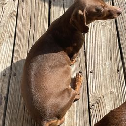Dachshund and English Toy Spaniel Puppies from Draggonfly Manor