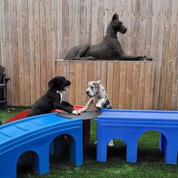 Great Dane and Yorkshire Terrier Puppies from Chuck City Danes