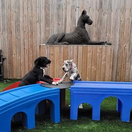 Great Dane and Yorkshire Terrier Puppies from Chuck City Danes