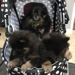 Pomeranians from Total Eclipse Pomeranians