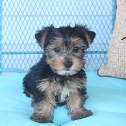 Dexter - Black and tan male Yorkshire Terrier puppy in Saint Clair, Missouri from Missouri Yorkies