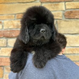 Green Spots - Black male Newfoundland puppy in Nevis, Minnesota from Faithful Acres Newfs
