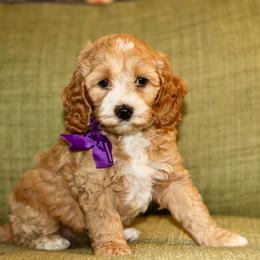 Purple - Red female Australian Labradoodle puppy in Milton, North Carolina from Good Day Doodles