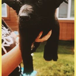 German Shepherd Puppies from Black Beauty Shepherds