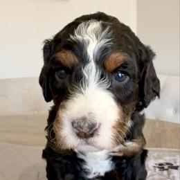 Loretta Lynn - Tri-color female Bernedoodle puppy in Draper, Utah from Salt City Farm