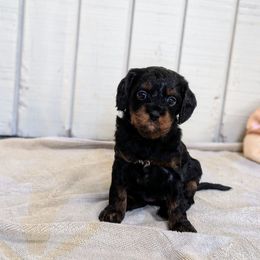 Bingo - Tri-color female Cavapoo puppy in Sunnyvale, Texas from Sunnytown Farm Cavapoos