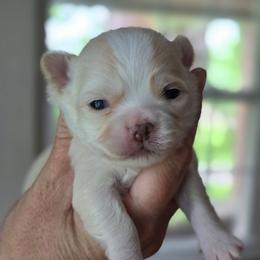 Papi - Cream and white male Chihuahua puppy in Xenia, Ohio from Moose Creek Chihuahua's