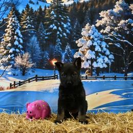 Pink collar - Sable female German Shepherd puppy in Ramsey, Illinois from Haus-Farr German Shepherds