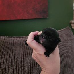 Little man - Black male Pug puppy in Tacoma, Washington from Precious Princess Pugs