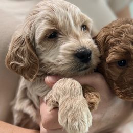 Cockapoos, Goldendoodles, Labradoodles, and Poodles from Hope Lane Kennels