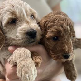 Cockapoos, Goldendoodles, Labradoodles, and Poodles from Hope Lane Kennels