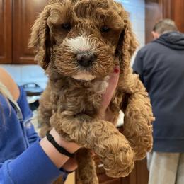 Cockapoo Puppies from M&M Cockapoos of Iowa