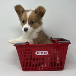 Mocha (sable bluie fluffy) - Sable female Pembroke Welsh Corgi puppy in Waco, Texas from The Comma Corgis