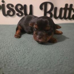 Grace - Black and tan female Yorkshire Terrier puppy in Clermont, Florida from Bella's Prissy Butts