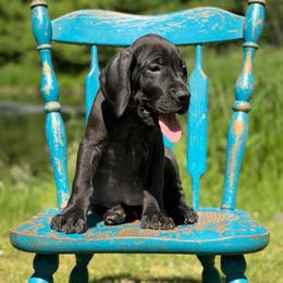 Sage - Black female Great Dane puppy in Beulah, Michigan from Northwood Euro Danes and Bassets