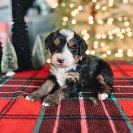 Bernedoodle Puppies from SR. Doodle pupps