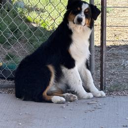 TJ - Black tri-color male Australian Shepherd puppy in Monroe, Utah from Shawnkara Australian Shepherds
