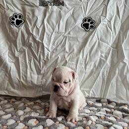 Georgie Boy - White male Bulldog puppy in Tremonton, Utah from Snuggle Pups