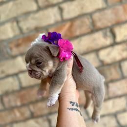 Rose - Lilac tri-color female Bulldog puppy in Hernando, Mississippi from Blues City Bulldogs