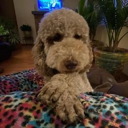 Poodle All Grown Up from Bear Mountain Poodles