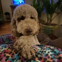 Poodle All Grown Up from Bear Mountain Poodles