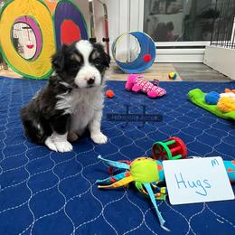 Hugs - Black tri male Miniature Australian Shepherd puppy in Mt Juliet, Tennessee from J&J Harmony Acres