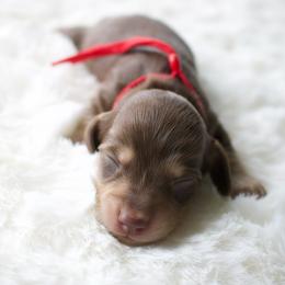 Lily - Chocolate and cream female Dachshund puppy in Morrow, Ohio from Courtney’s Colorful Doxies