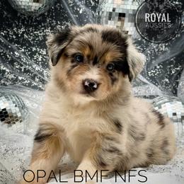 Opal - Blue merle female Australian Shepherd puppy in Petersburg, Indiana from Royal Aussie’s