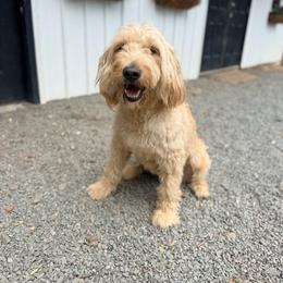 Ruby - Goldendoodle