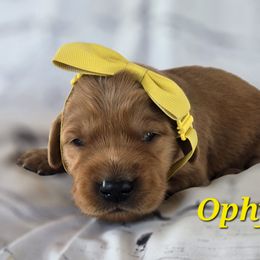 Yellow - Dark golden female Golden Retriever puppy in Taft, Tennessee from McGraw's Fetching Pups