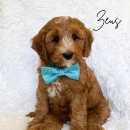 Zeus - Red male Australian Labradoodle puppy in Oregon from Forever Loyal Labradoodles
