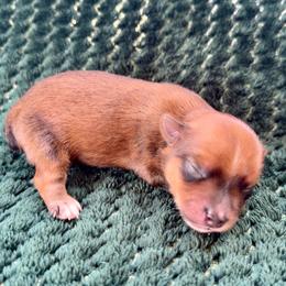 Cuatro - Blue and gold male Yorkshire Terrier puppy in Pryor, Oklahoma from DK’s Littles & Co