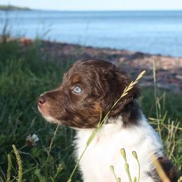Aussiedoodle Puppies from DuWoof