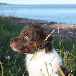 Aussiedoodle Puppies from DuWoof