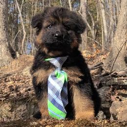 Wesley - Green Collar - Black and red male German Shepherd puppy in Charlotte, North Carolina from Zuflucht K9s