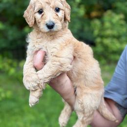 Teal - Apricot female Goldendoodle puppy in Ranger, Georgia from Muscadine Meadows Poodles and Doodles