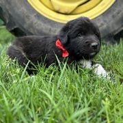 Flynn (Red) - White and black male Karakachan puppy in Franklin, Pennsylvania from Harvest Plantation