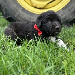 Flynn (Red) - White and black male Karakachan puppy in Franklin, Pennsylvania from Harvest Plantation