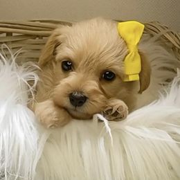 Shihpoos, Yorkipoos, and Yorkshire Terriers from Taylor’s Yorkshire