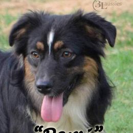 Persimmon  - Toy Australian Shepherd