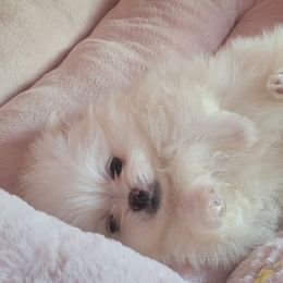 Melody - White female Pomeranian puppy in Riverside, California from Marie's Sweetie Poms