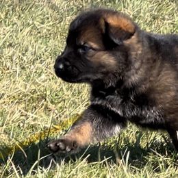 German Shepherd Puppies from Alten Waechter German Shepherds