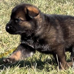 German Shepherd Puppies from Alten Waechter German Shepherds