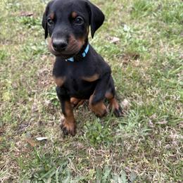 Kylo - Light Blue - Black and rust male Doberman Pinscher puppy in Powder Springs, Georgia from Elite Dobermans of Atlanta