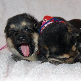 German Shepherd Puppies from Owl Grove German Dogs