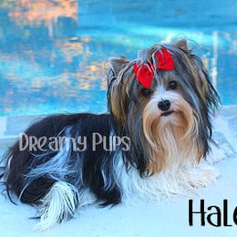 Halo - Biewer Terrier