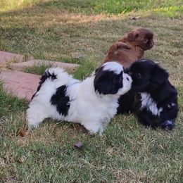 1 Sandy - Black and white male Shih Tzu puppy in Grand Prairie, Texas from R&R Shih-Tzus & Stud Services