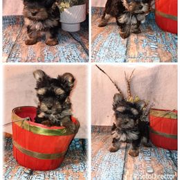 Female 2 - Blue and gold female Yorkshire Terrier puppy in Laporte, Minnesota from Northern Odyssey Gun Dogs